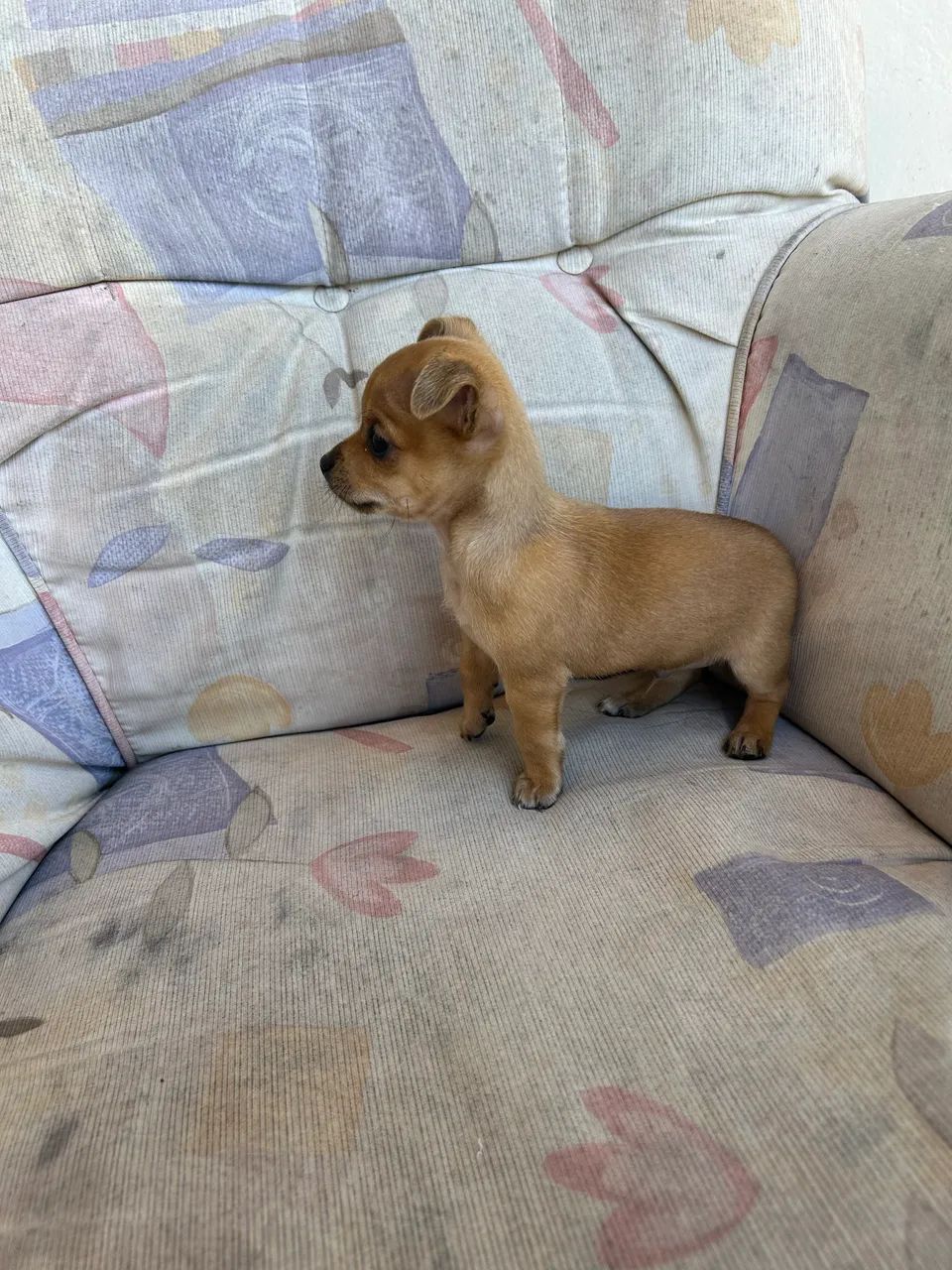 Pinscher zero aceito proposta  - Foto 3