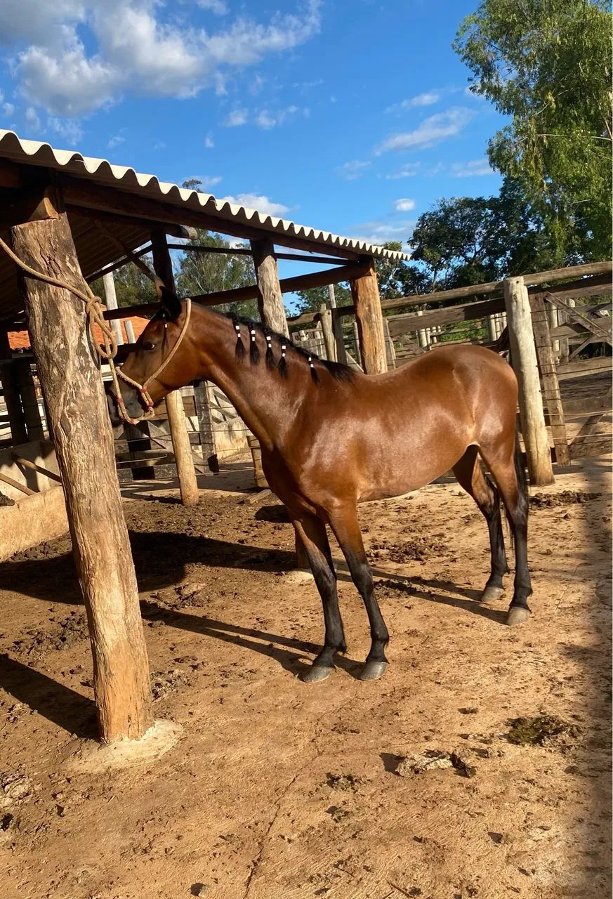 Cavalo castrado  - Foto 2