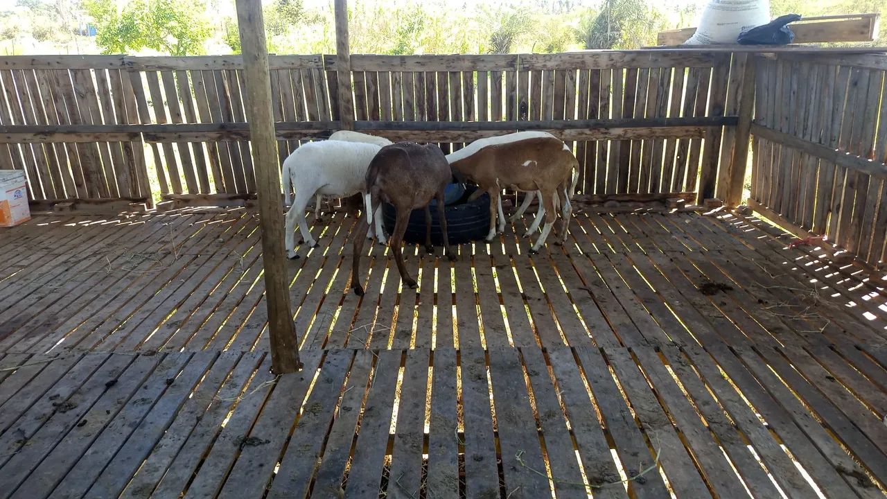 Borregas e Borrego - Foto 2