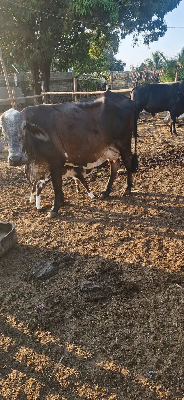 VACAS DE LEITE