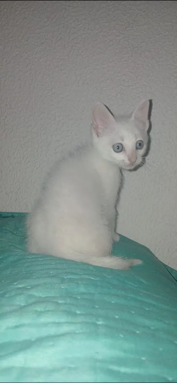 Adoção  - Foto 4