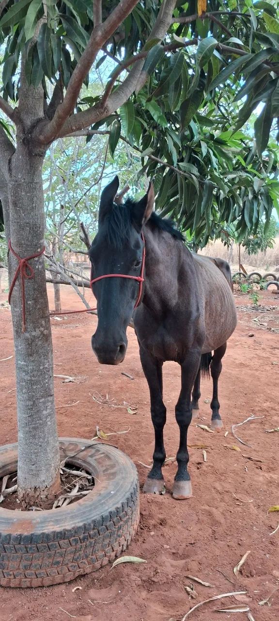 Cavalo Campolina