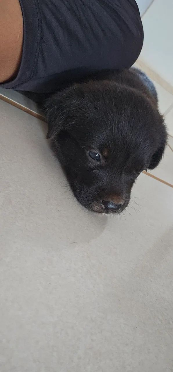 Cachorro  - Foto 4
