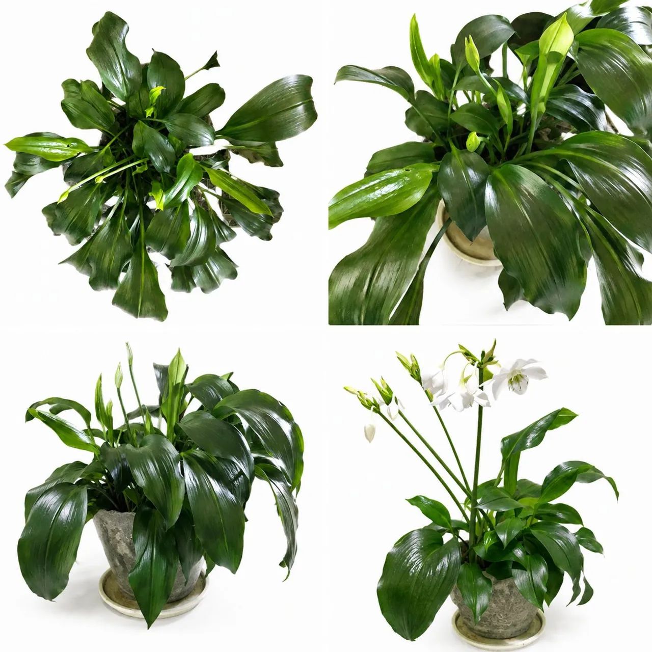 lirio da amazonia lirio branco.