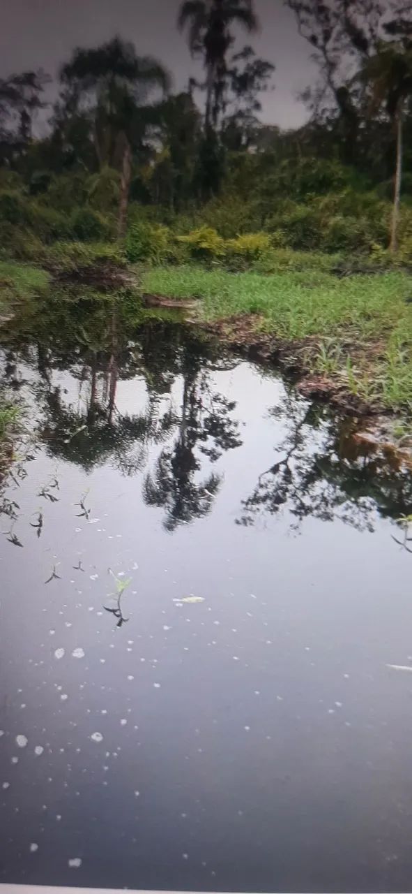 Chacara - Foto 4