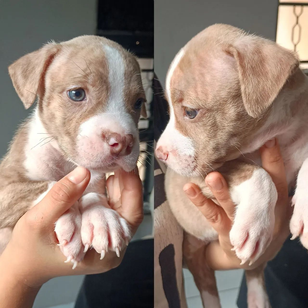 Pitbull filhote - Foto 4