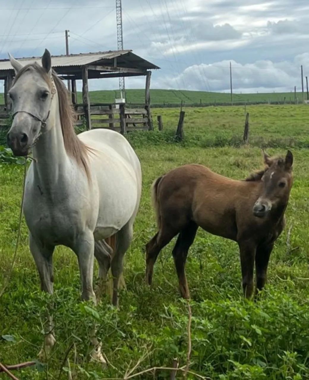 Potra QM - Foto 4