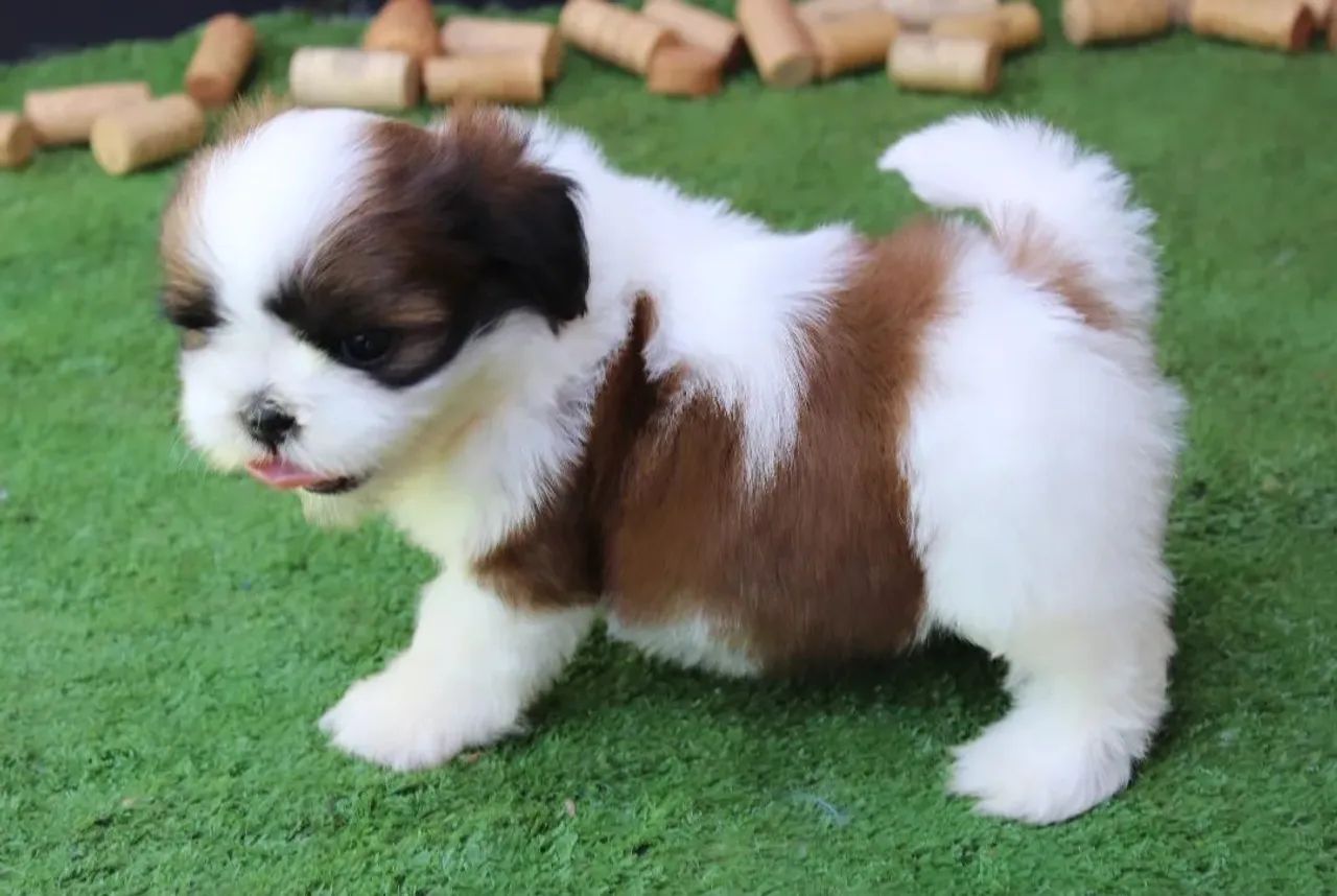 Shih tzu filhotes, com pedigree contrato de compra e venda vacinas conforme a idade  - Foto 5