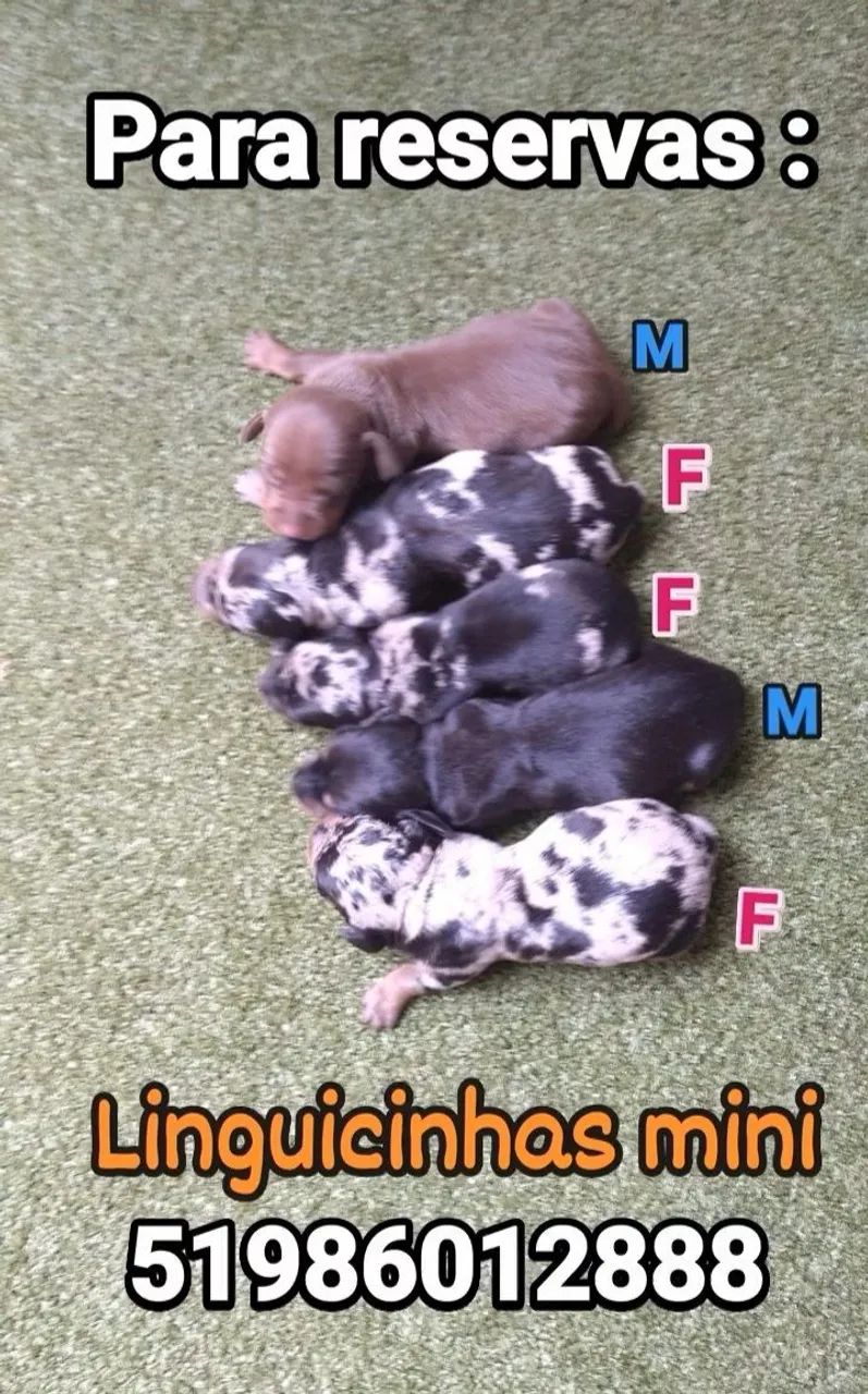 Filhotes dachshund mini para reserva