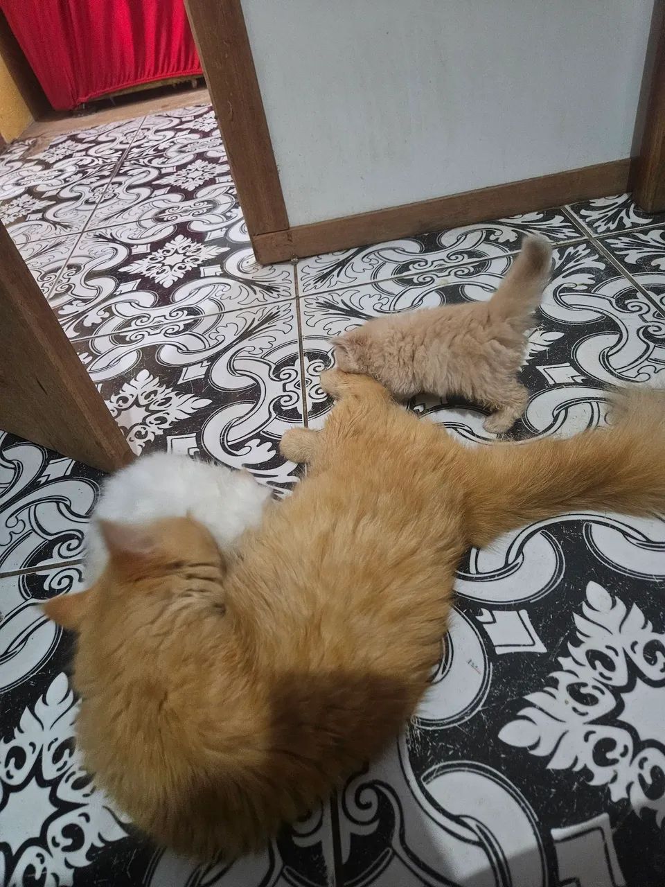 Gatinho  - Foto 3