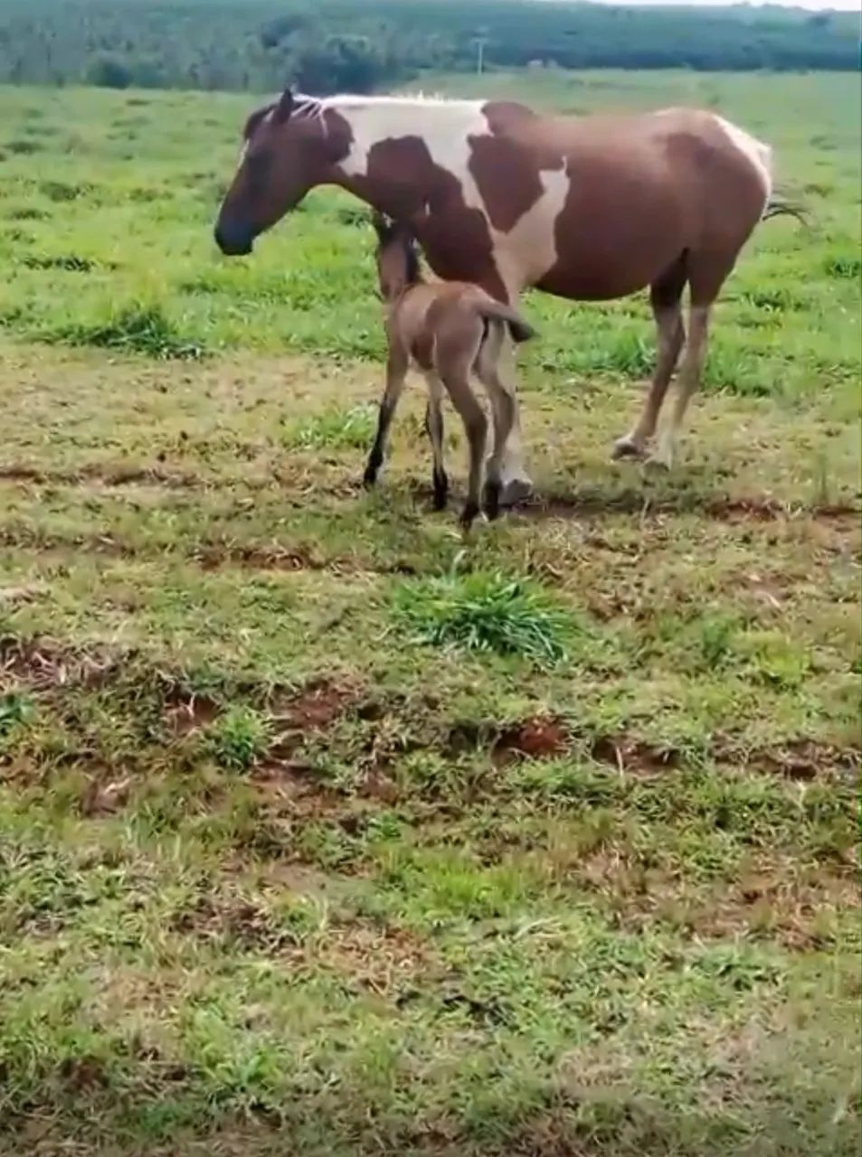 Égua mangalarga pampa parida de mula - Foto 2
