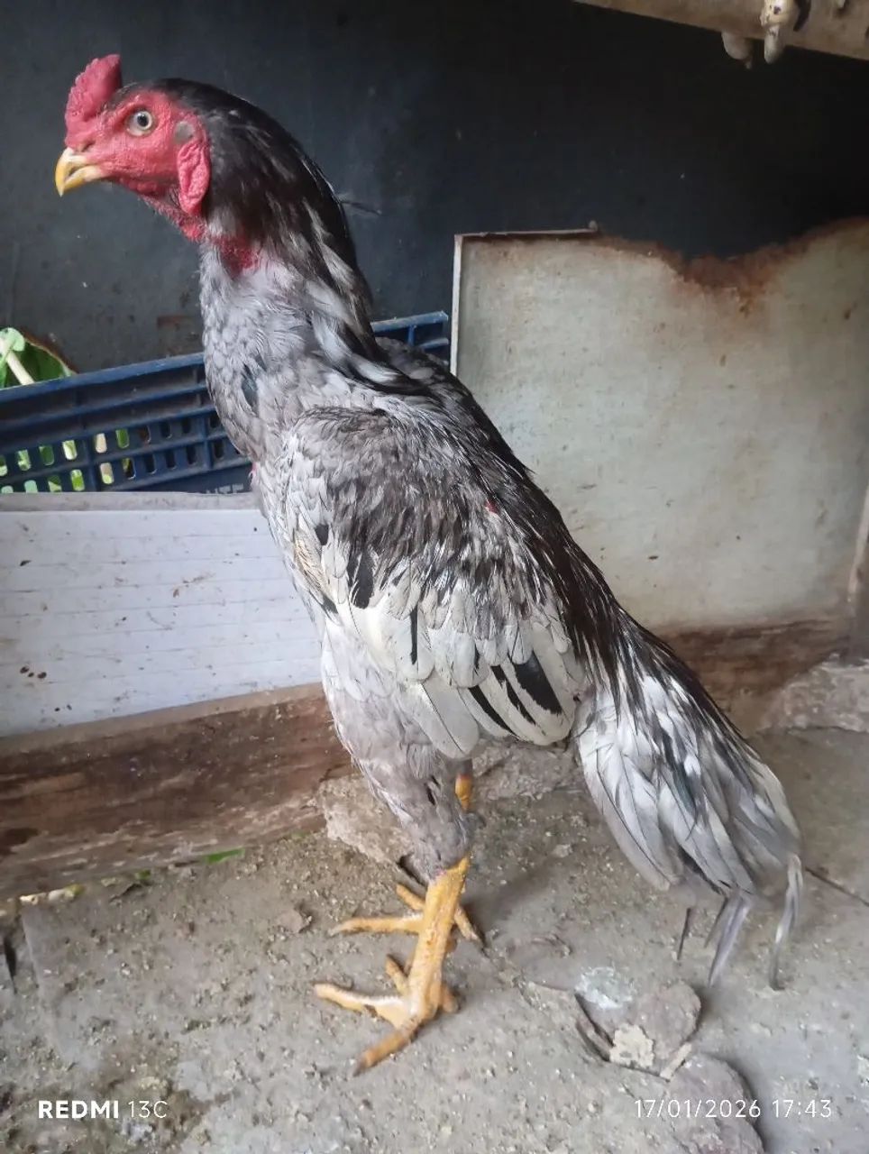 Frango índio cinza  pulva