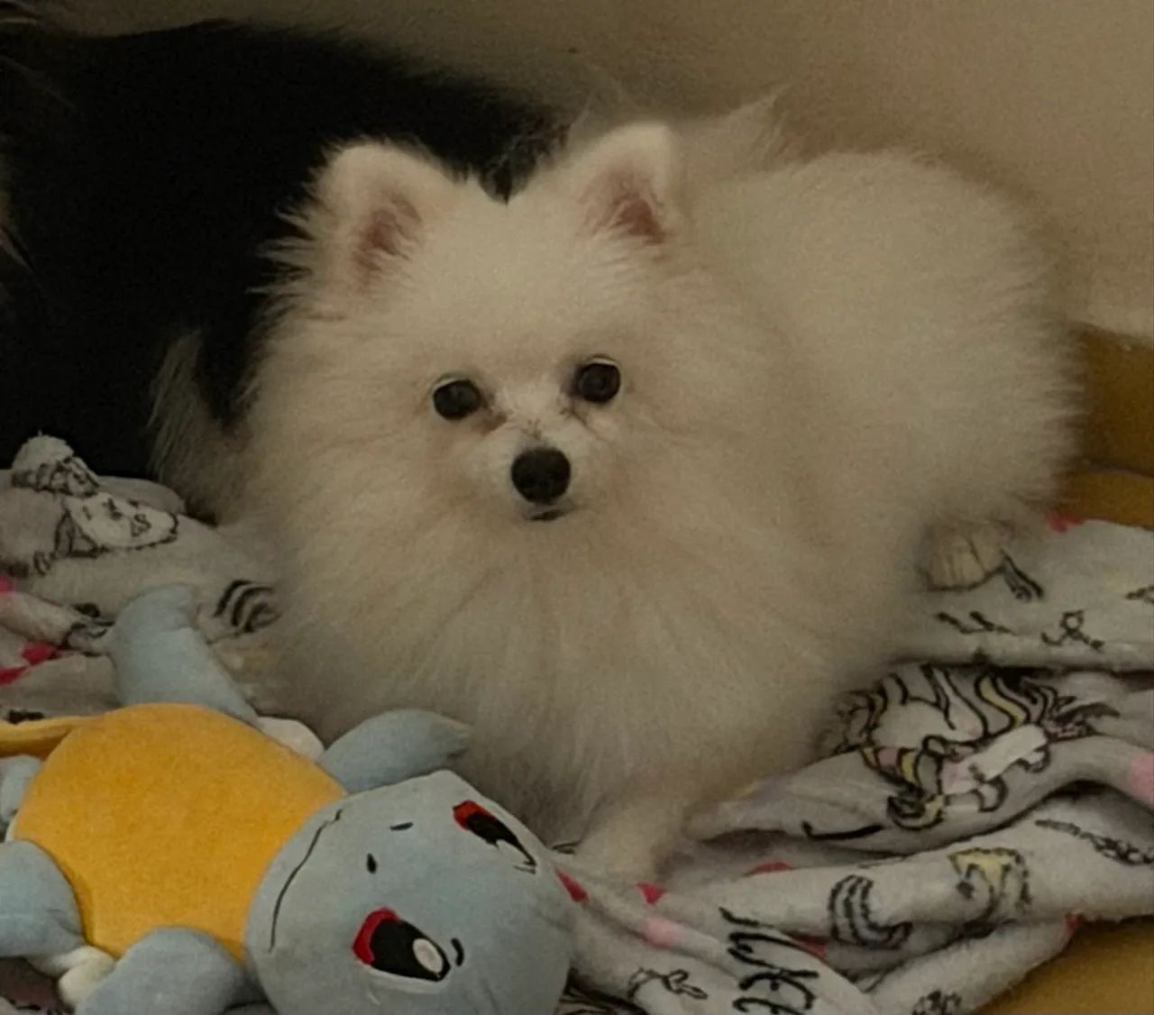 Spitz alemão anão macho 