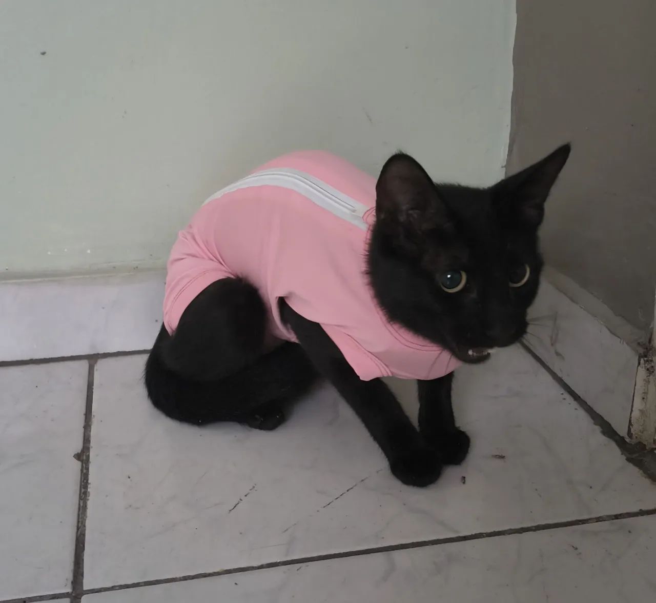 Gatinha para adoção  - Foto 2