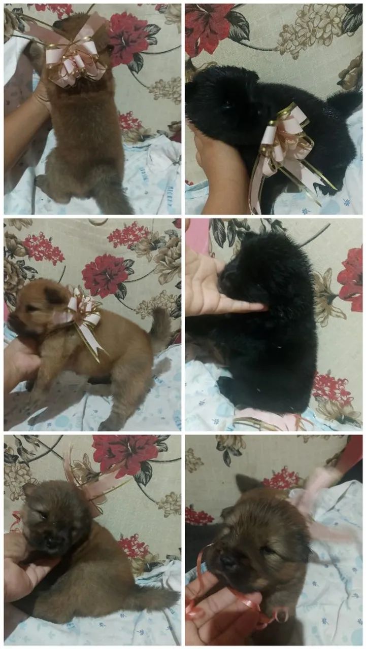 Lindos// Chow Chow  - Foto 5