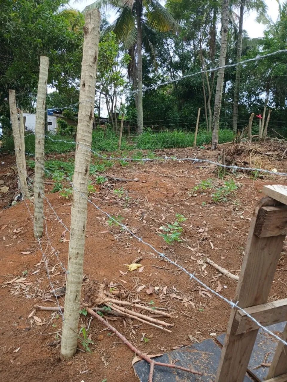 Terreno Grande em Piúma  - Foto 4
