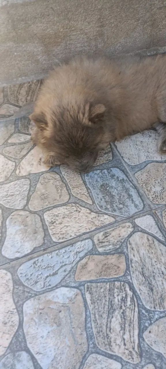 Filhotes de Chow Chow 