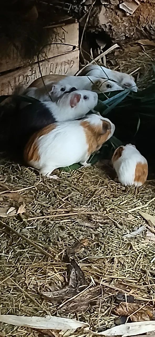 Porquinhos da india  - Foto 3