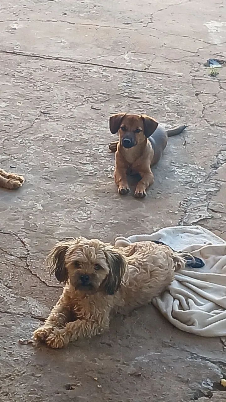 Doação responsável  - Foto 2