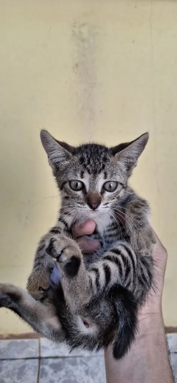 Gatinhos, doação responsável - Foto 2