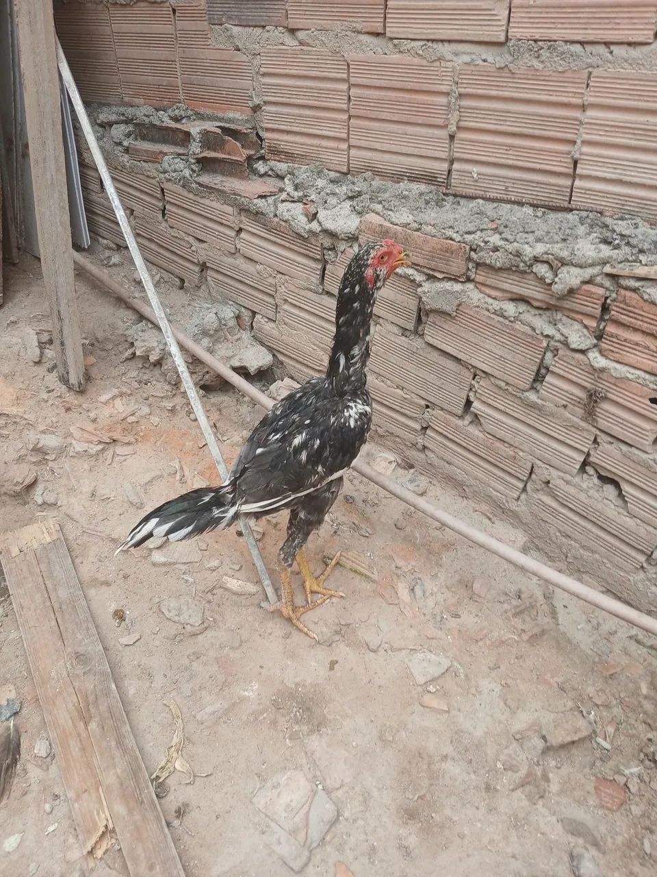 frango  - Foto 2