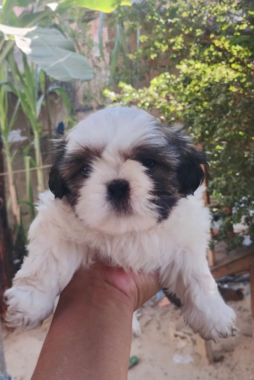 Shih Tzu - Puro Macho