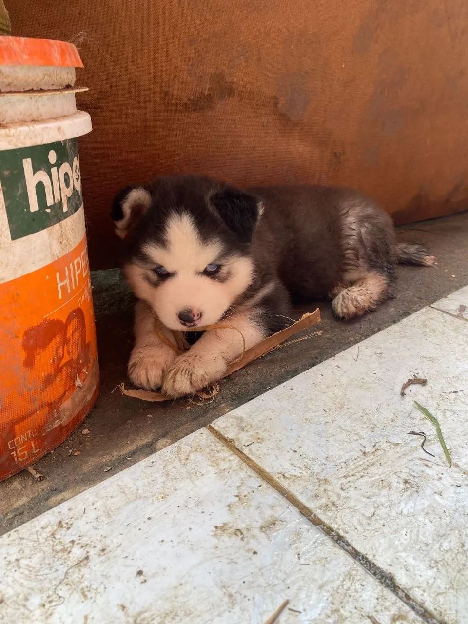 Husky siberiano - Foto 3