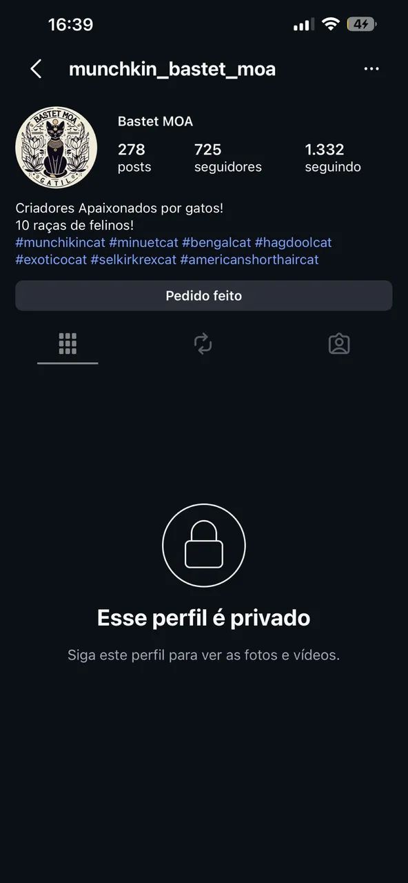 Gato persa  - Foto 2