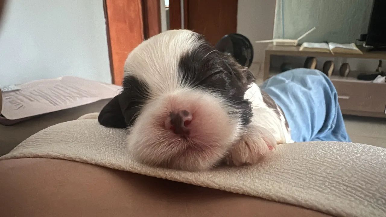 shihtzus