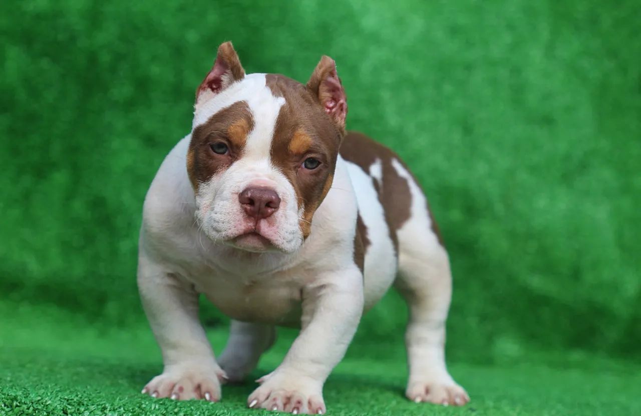 American bully - Foto 4
