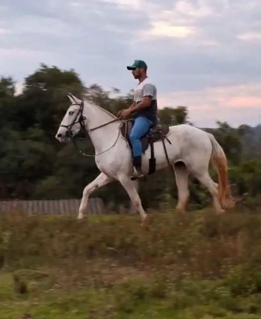 Égua mangalarga luxo...