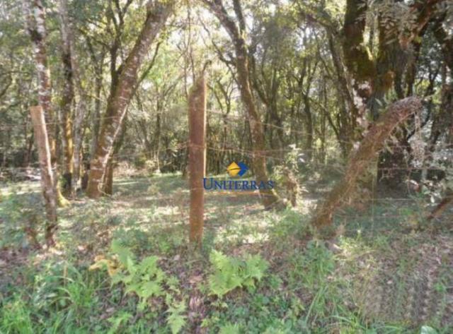 Terreno para venda em colombo no bairro são gabriel - Foto 14