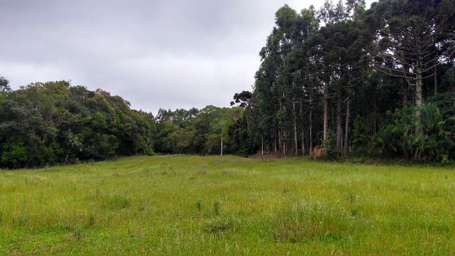 Chácara de 7.5 Alqueires . 1 Alq Mecanizado + 4 mil Pé de Eucalipto ( Jordão ) Guarapuava - Foto 8