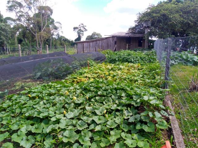 Chácara de 16 Alqueires ( Porteira Fechada ) R$ 3.350.000,00 Jordão ( Guarapuava PR ) - Foto 9