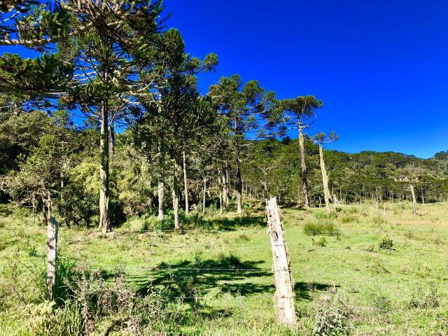 Chácara em Urubici ideal para pousada - Foto 6