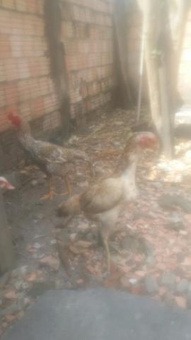 Vendo galo - Foto 2