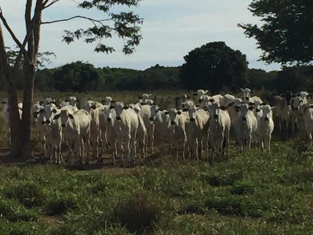 Fazenda a venda-cocalinho-mt / total13.747 hectares - Foto 9