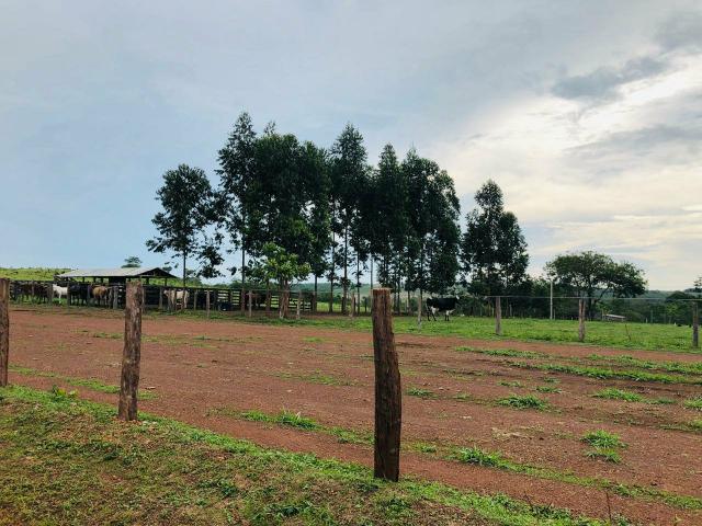 Prima.Vera do Oeste MT 1000 ha - Foto 3