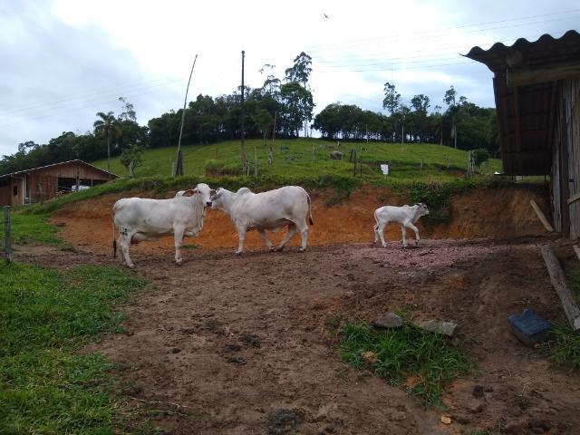 Tourinho Brahman PO - Foto 4