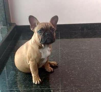 Vendo ou troco Bulldog francês com 10 meses