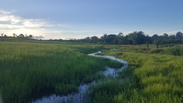 Fazenda com 280 hectares em Rorainópolis, ler descrição do anuncio - Foto 2
