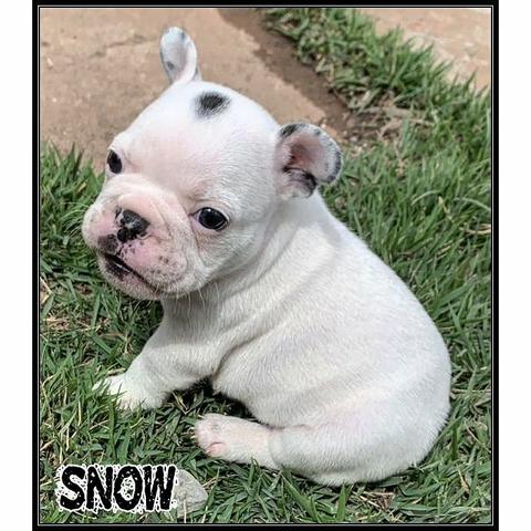 Bulldog Francês - Foto 4