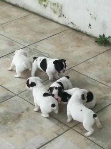 Filhotes de Bulldog Francês!! - Foto 3
