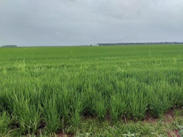 2.175 há (450 alq) pronta para produção de grãos
