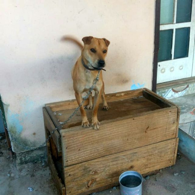 Precisa urgentemente de lar - Foto 2