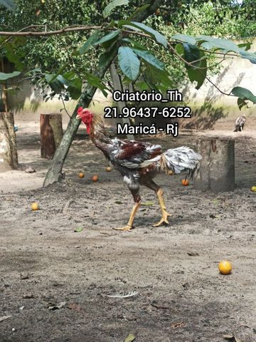 Galo Índio Gigante 1,20 - Foto 4