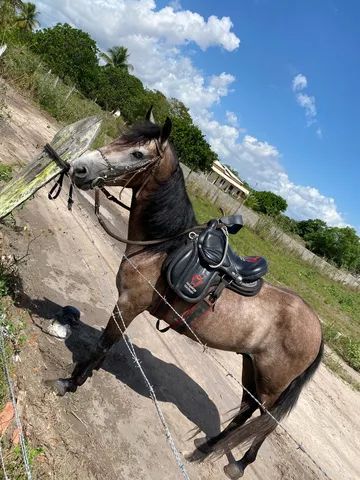 Cavalo mangalarga de macha picada, primeira muda// Oportunidade!