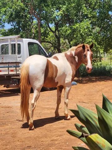 Cavalo de cela - Animais para agropecuária - Borda da Mata 1256806947