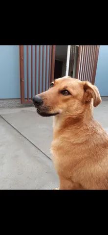 Adoção cachorro fêmea 