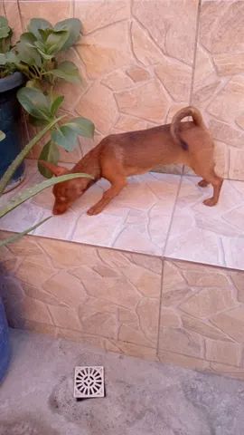 Pinscher macho 250